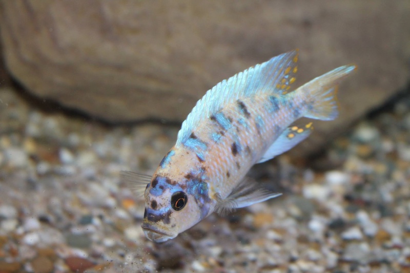 Maylandia zebra 'Likoma Island'